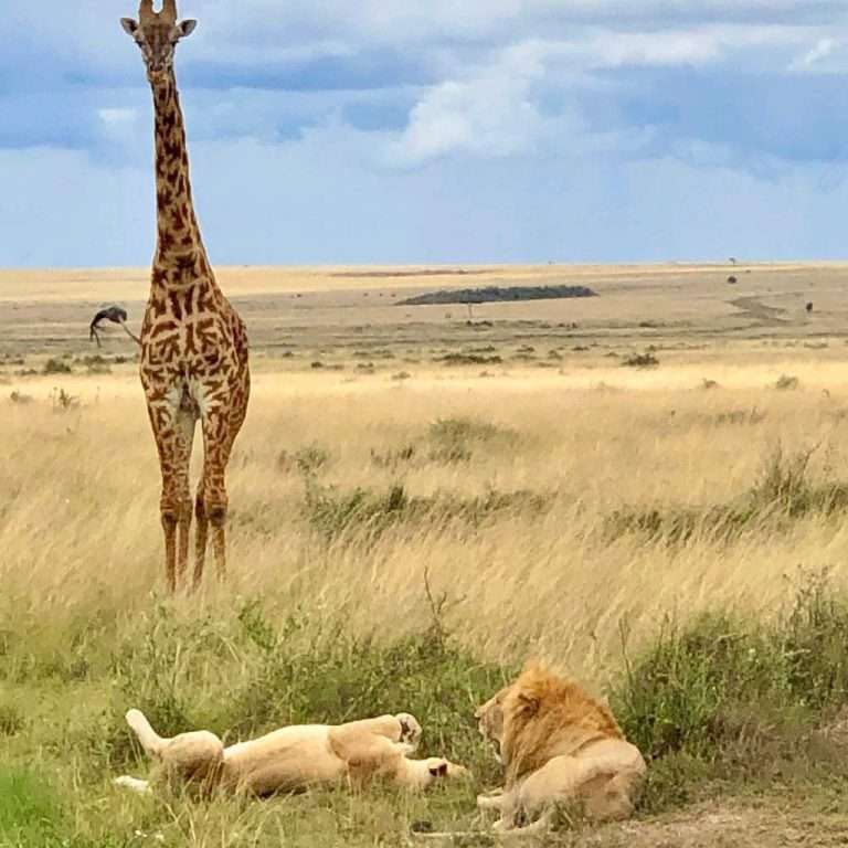 Lion giraffe Serengeti National Park Tanzania 768x768 1