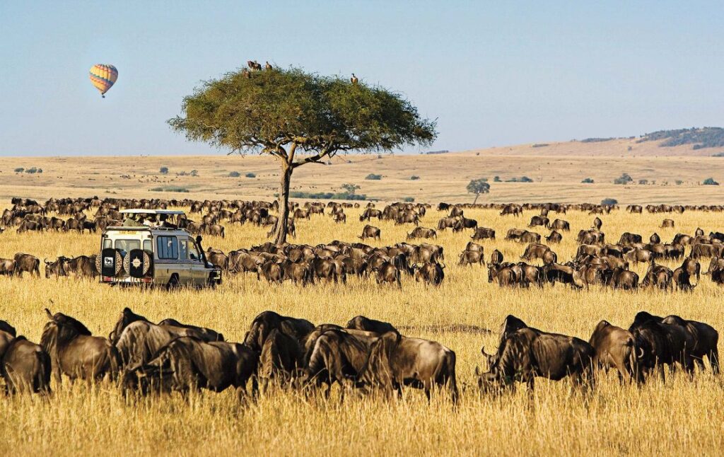 Masai Mara Kenya best Kenya wildlife wildebeest Migration safari tour