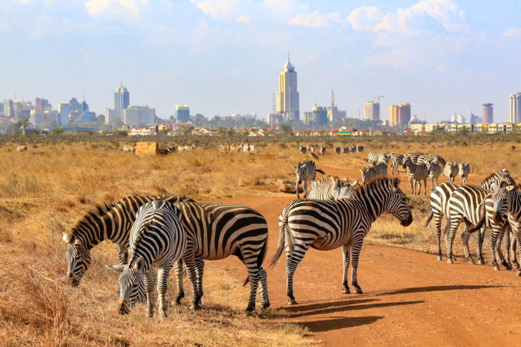 Nairobi National park excursion