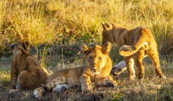 Kenya 19949 1024x701 1