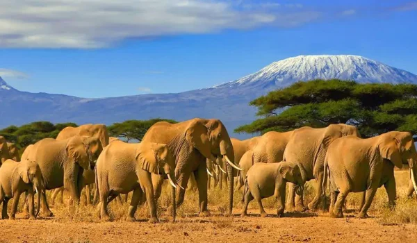 Kenya photographic safaris Amboseli National Park