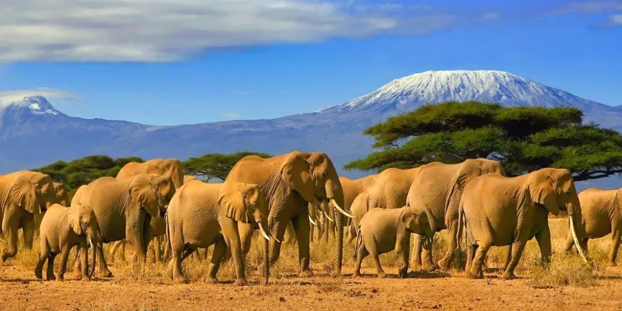 Kenya photographic safaris Amboseli National Park