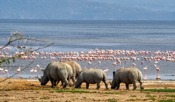 Lake Nakuru National Park Kenya best place to see rhinos and flamingos