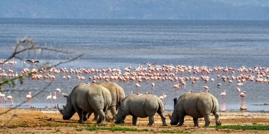 Lake Nakuru National Park Kenya best place to see rhinos and flamingos
