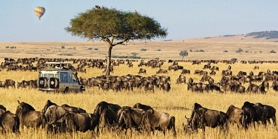 Masai Mara Kenya best Kenya wildlife wildebeest Migration safari tour