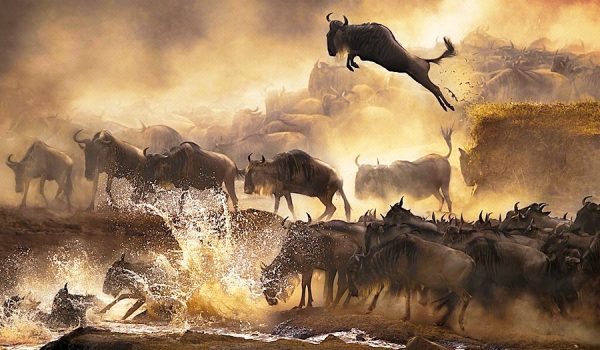 Masai Mara wildebeest migration Kenya safari tours