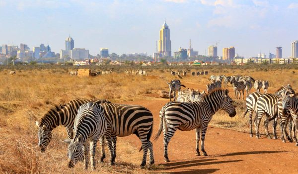 Nairobi National park excursion