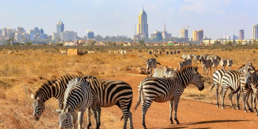 Nairobi National park excursion