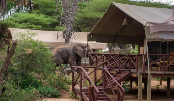 Samburu Elephant Bedroom Camp